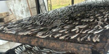 სეს-მა თევზის შესაბოლ არალეგალურ საწარმოში კრიტიკული შეუსაბამობები გამოავლინა