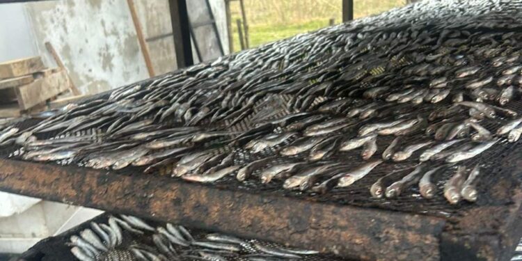 სეს-მა თევზის შესაბოლ არალეგალურ საწარმოში კრიტიკული შეუსაბამობები გამოავლინა