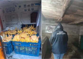 სურსათის ეროვნულმა სააგენტომ გურიაში ფრინველთა არალეგალური სასაკლაო გამოავლინა