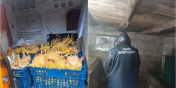 სურსათის ეროვნულმა სააგენტომ გურიაში ფრინველთა არალეგალური სასაკლაო გამოავლინა