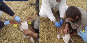 კახეთში მსხვილფეხა საქონელს ცოფი დაუდასტურდა