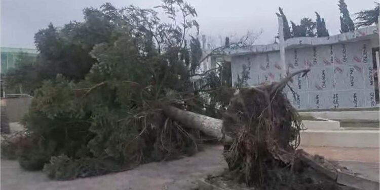 ვიდეო – ძლიერმა ქარმა სამტრედიაში პრობლემები შექმნა