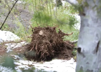 ისტორიაში ერთ-ერთი ყველაზე მასშტაბური ზიანი: თოვლმა ბოტანიკური ბაღის იშვიათი ნარგავები დააზიანა