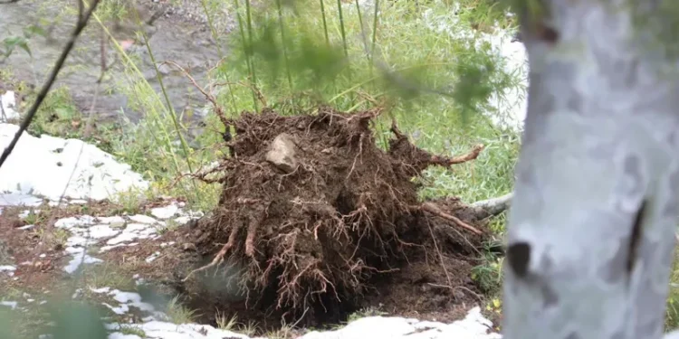 ისტორიაში ერთ-ერთი ყველაზე მასშტაბური ზიანი: თოვლმა ბოტანიკური ბაღის იშვიათი ნარგავები დააზიანა