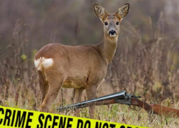 ხარაგაულში ბრაკონიერმა შველი მოკლა