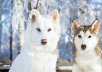 რომელი ჯიშის ძაღლების მოშენება იზღუდება 3 წლით