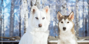 რომელი ჯიშის ძაღლების მოშენება იზღუდება 3 წლით