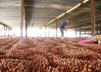 როგორია ქართული თხილის საექსპორტო ფასი