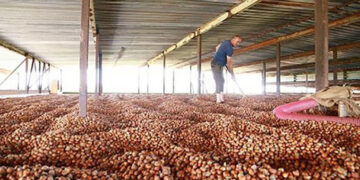 როგორია ქართული თხილის საექსპორტო ფასი