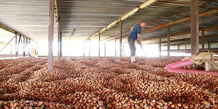 როგორია ქართული თხილის საექსპორტო ფასი