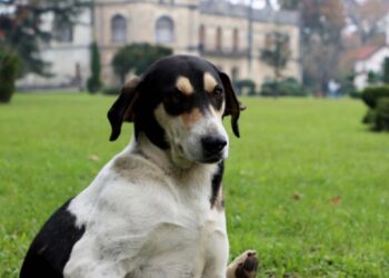 სიმართლეს არ შეესაბამება ინფორმაცია, თითქოს სააგენტოს ძაღლები “დასაძინებლად” მიჰყავს – სეს
