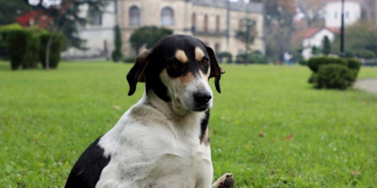 სიმართლეს არ შეესაბამება ინფორმაცია, თითქოს სააგენტოს ძაღლები “დასაძინებლად” მიჰყავს – სეს
