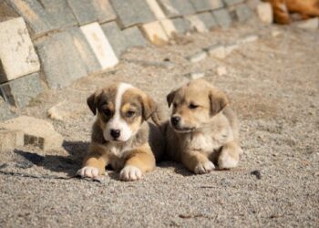 დააკავეს კაცი, რომელმაც მიუსაფარ ძაღლს ბასრი საგნით დაზიანებები მიაყენა