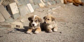 დააკავეს კაცი, რომელმაც მიუსაფარ ძაღლს ბასრი საგნით დაზიანებები მიაყენა