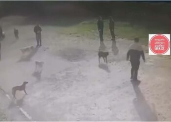 კახეთში, საჯარო სკოლაში მიუსაფარმა ძაღლებმა 6 ადამიანი დაკბინეს