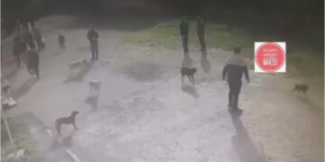 კახეთში, საჯარო სკოლაში მიუსაფარმა ძაღლებმა 6 ადამიანი დაკბინეს