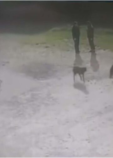 კახეთში, საჯარო სკოლაში მიუსაფარმა ძაღლებმა 6 ადამიანი დაკბინეს