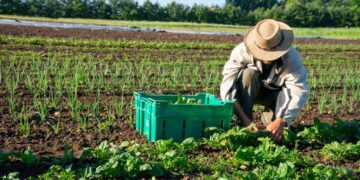 რას გულისხმობს ახალი აგროპროგრამა და როგორ უნდა მიიღოს ფერმერმა სახელმწიფოს თანადაფინანსება