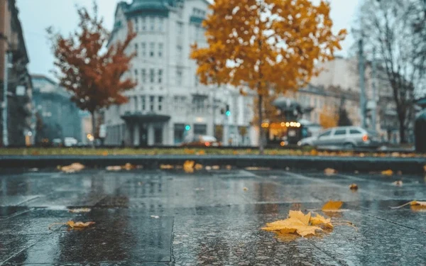 რატომ დგება წვიმის შემდეგ მიწიდან ამოვარდნილი სასიამოვნო სუნი – ეს ბევრმა არ იცის